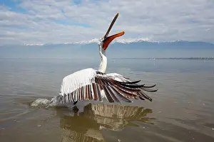 Thrown: Dalmatian Pelican