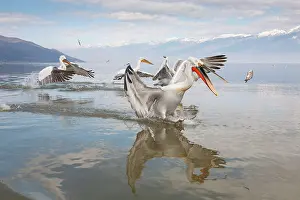 Thrown: Dalmatian Pelican