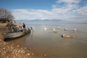 Kerkini: Dalmatian Pelican