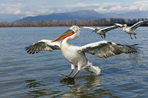 Kerkini: Dalmatian Pelican