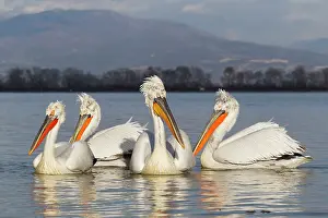 Kerkini: Dalmatian Pelican