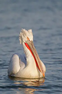 Crispus: Dalmatian Pelican