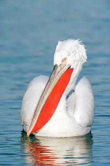 Crispus: Dalmatian Pelican