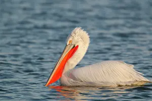 Crispus: Dalmatian Pelican