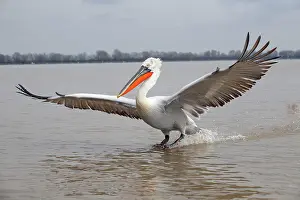 Kerkini: Dalmatian Pelican