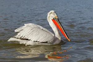 Kerkini: Dalmatian Pelican