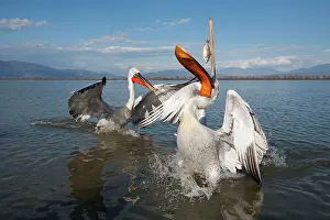 Kerkini: Dalmatian Pelican