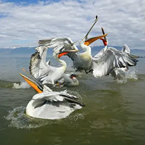 Dalmatia: Dalmatian Pelican