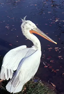 Sulidae: Dalmatian Pelican