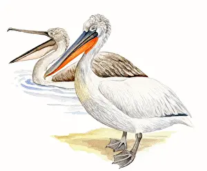 Crispus: Dalmatian Pelican