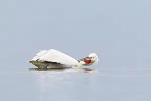 Dalmatian: Dalmatian Pelican