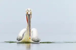 Dalmatian: Dalmatian Pelican
