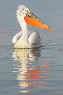 Dalmatian: Dalmatian Pelican