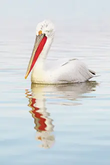 Dalmatian: Dalmatian Pelican
