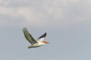 Dalmatian: Dalmatian Pelican