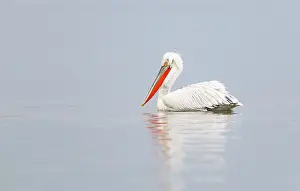 Dalmatian: Dalmatian Pelican