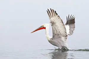 Taking: Dalmatian Pelican