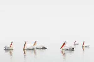 Dalmatian: Dalmatian Pelican