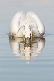 Dalmatian: Dalmatian Pelican