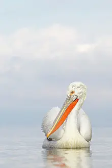 Dalmatian: Dalmatian Pelican