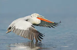 Dalmatian: Dalmatian Pelican