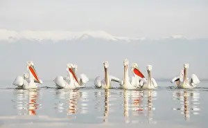 Dalmatian: Dalmatian Pelican