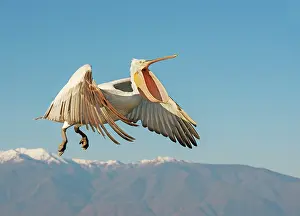 Greece: Dalmatian Pelican