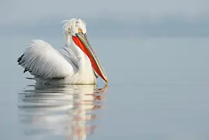 Greece: Dalmatian Pelican