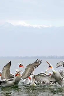 Thrown: Dalmatian Pelican - catching fish thrown by fishermen