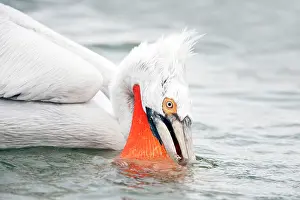 Crispus: Dalmatian Pelican - catching small fish