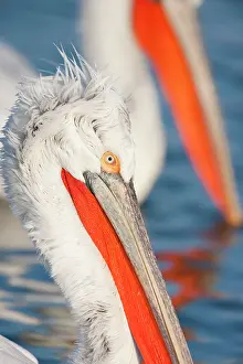 Crispus: Dalmatian Pelican - close up showing head detail
