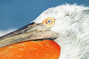 Crispus: Dalmatian Pelican - close up showing head detail