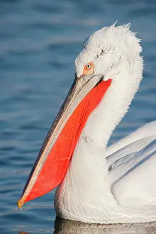 Crispus: Dalmatian Pelican - close up showing head detail