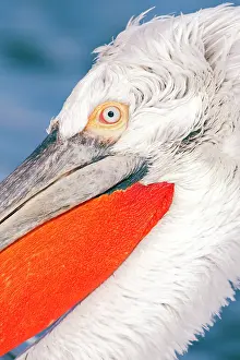 Crispus: Dalmatian Pelican - close up showing head detail