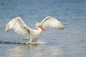 Crispus: Dalmatian Pelican - coming in to land on lake