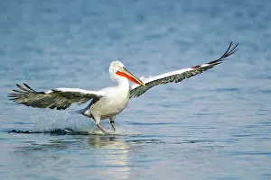 Crispus: Dalmatian Pelican - coming in to land on lake