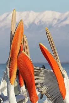 Discarded: Dalmatian Pelican - competing for fish discarded