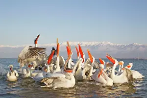 Discarded: Dalmatian Pelican - competing for fish discarded