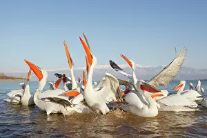 Discarded: Dalmatian Pelican - competing for fish discarded