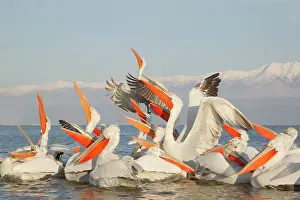 Discarded: Dalmatian Pelican - competing for fish discarded