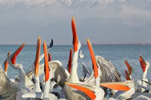 Discarded: Dalmatian Pelican - competing for fish discarded