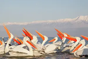 Discarded: Dalmatian Pelican - competing for fish discarded