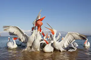 Discarded: Dalmatian Pelican - competing for fish discarded