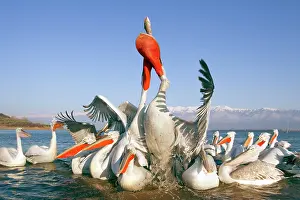Discarded: Dalmatian Pelican - competing for fish discarded