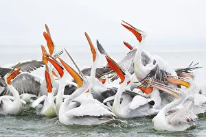 Discarded: Dalmatian Pelican - competing for fish discarded