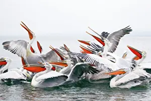Discarded: Dalmatian Pelican - competing for fish discarded