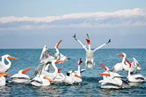 Discarded: Dalmatian Pelican - competing for fish discarded