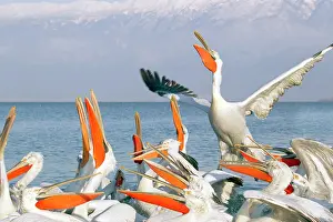 Discarded: Dalmatian Pelican - competing for fish discarded
