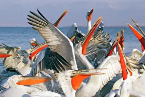 Discarded: Dalmatian Pelican - competing for fish discarded