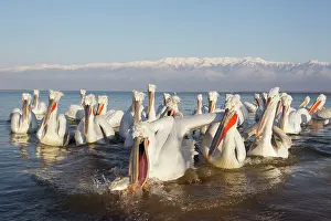 Crispus: Dalmatian Pelican - fishing at edge of lake
